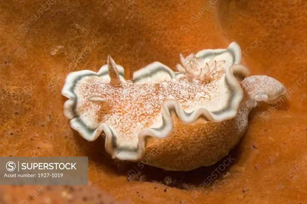 Nudibranch Glossodoris hikuerensis Lembeh Straits  Indonesia
