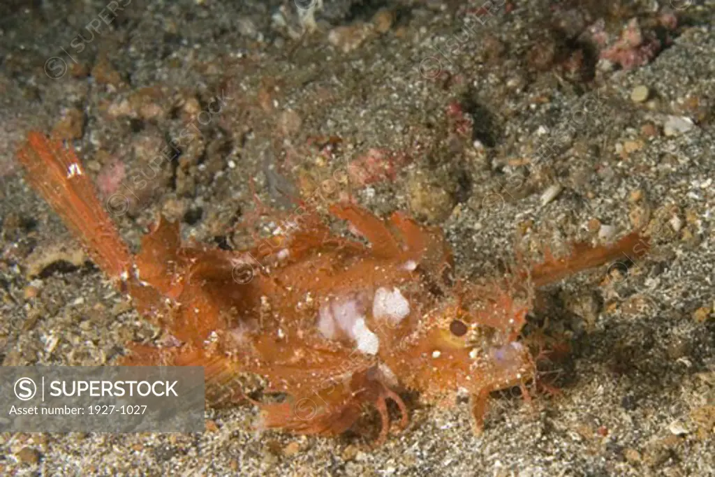 Ambon Scorpionfish Pteroidichthys amboinensis Lembeh Straits  Indonesia