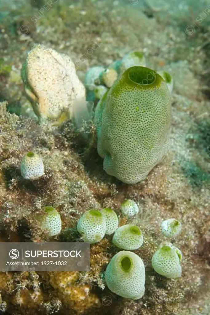 Colony of Tunicates Sea Squirts Didemun molle Lembeh Straits  Indonesia