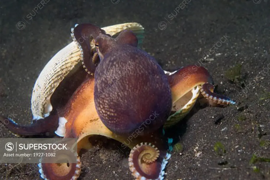 Coconut Shell Octobpus Veined Octopus carries shell halfs as its  home Octopus marginatus Lembeh Straits  Indonesia