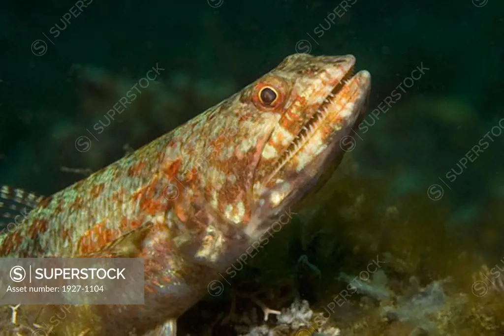 Reef Lizardfish - closeup Synodus variegatus Lembeh Straits  Indonesia