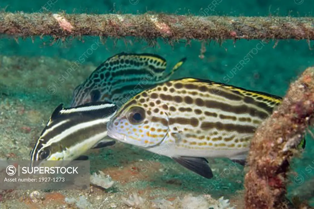 Silver Sweetlips sub-adults and juvenile hide under mooring lines Diagramma pictum Lembeh Straits  Indonesia