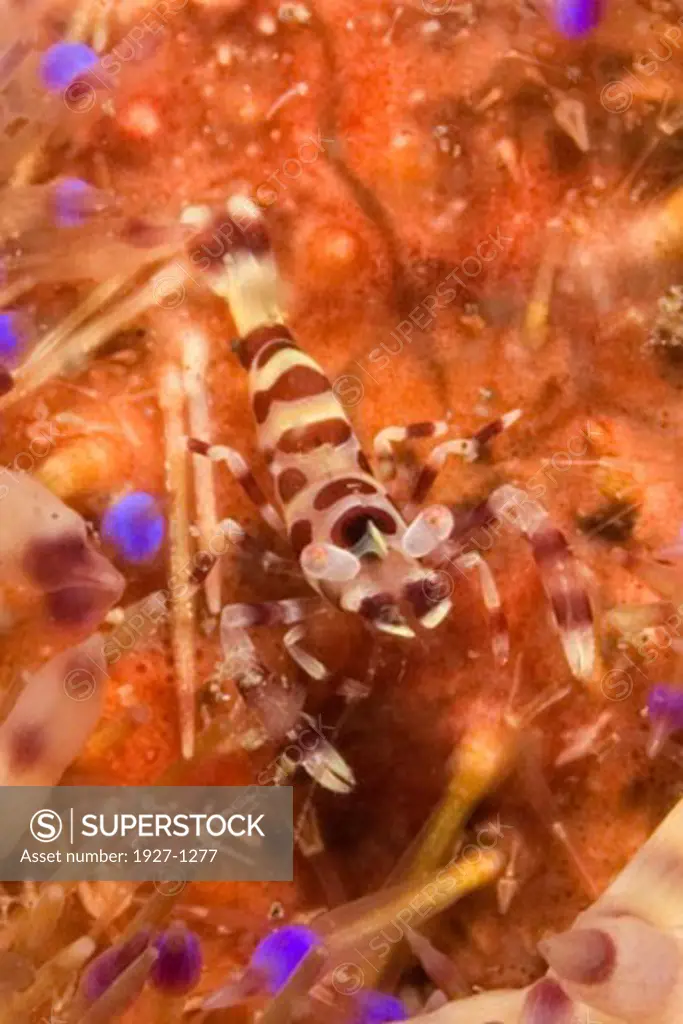 Clemans Shrimp lives on Toxic Sea Urchin Periclimenes colemani on Asthenosoma ijimai Lembeh Straits  Indonesia