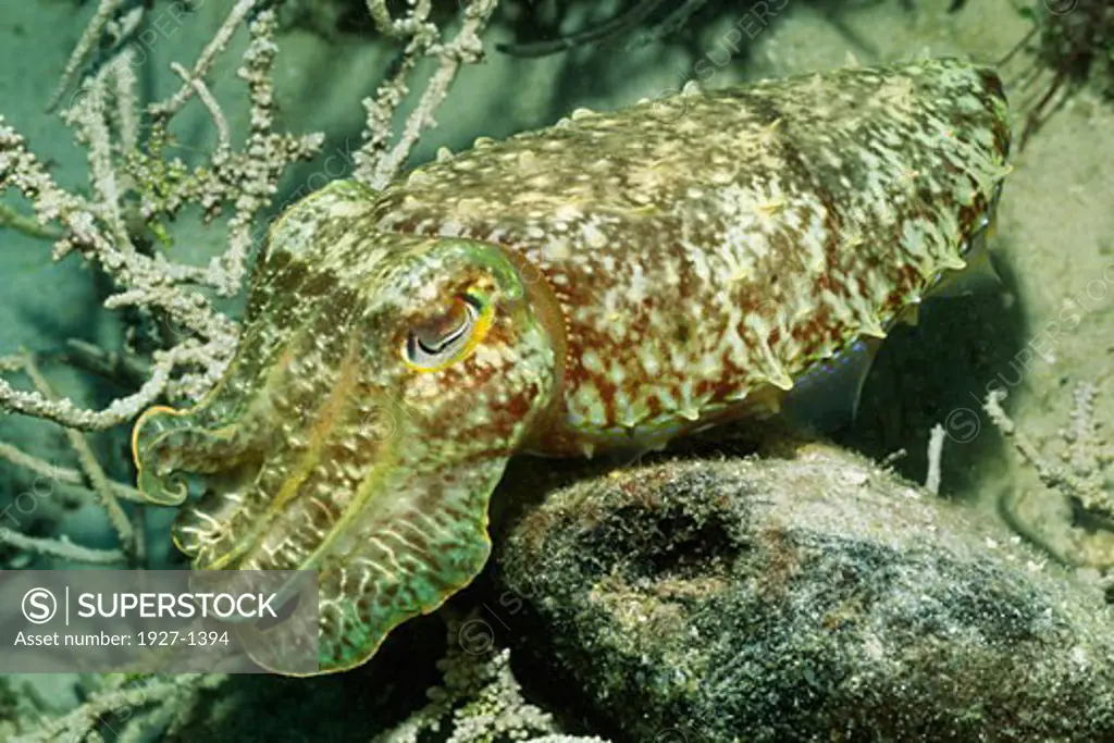 Broadclub Cuttlefish Sepia latimanus Solomon Islands