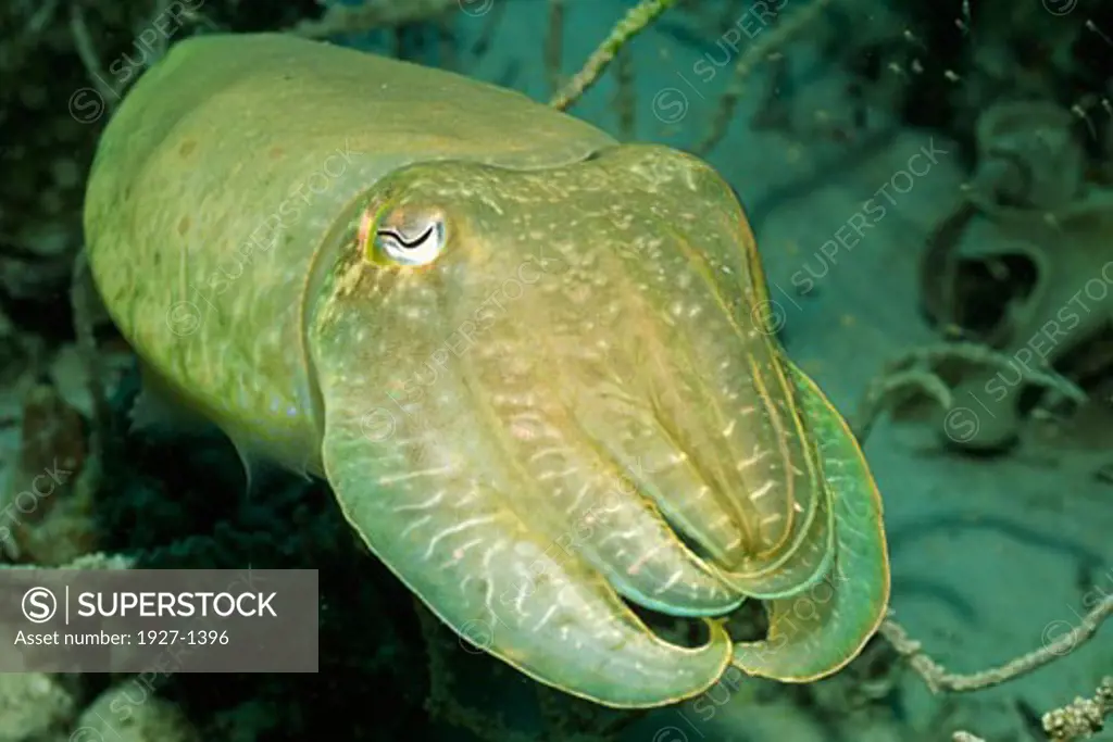 Broadclub Cuttlefish Sepia latimanus Solomon Islands