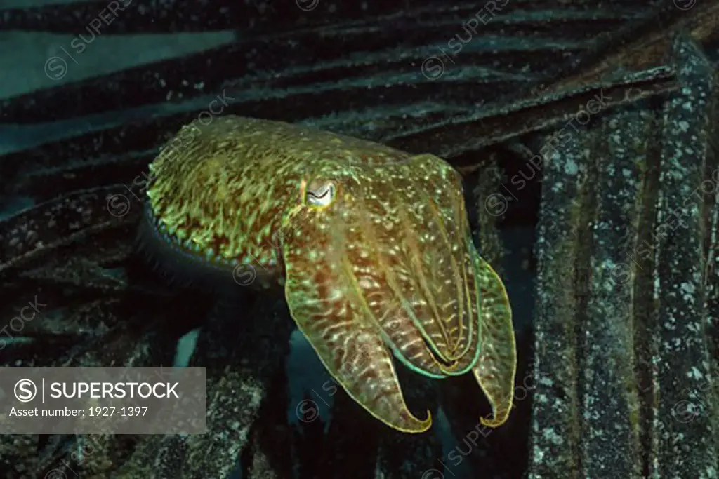 Broadclub cuttlefish Sepia latimanus Solomon Islands