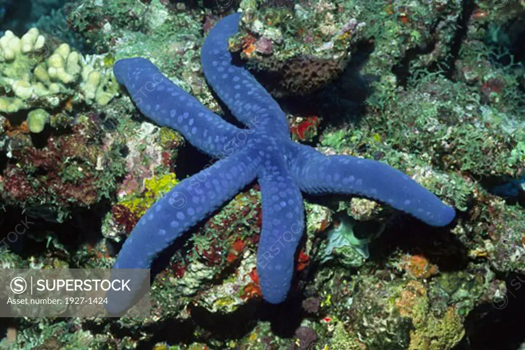 Starfish Sea Star Linckia laevigata Solomon Islands