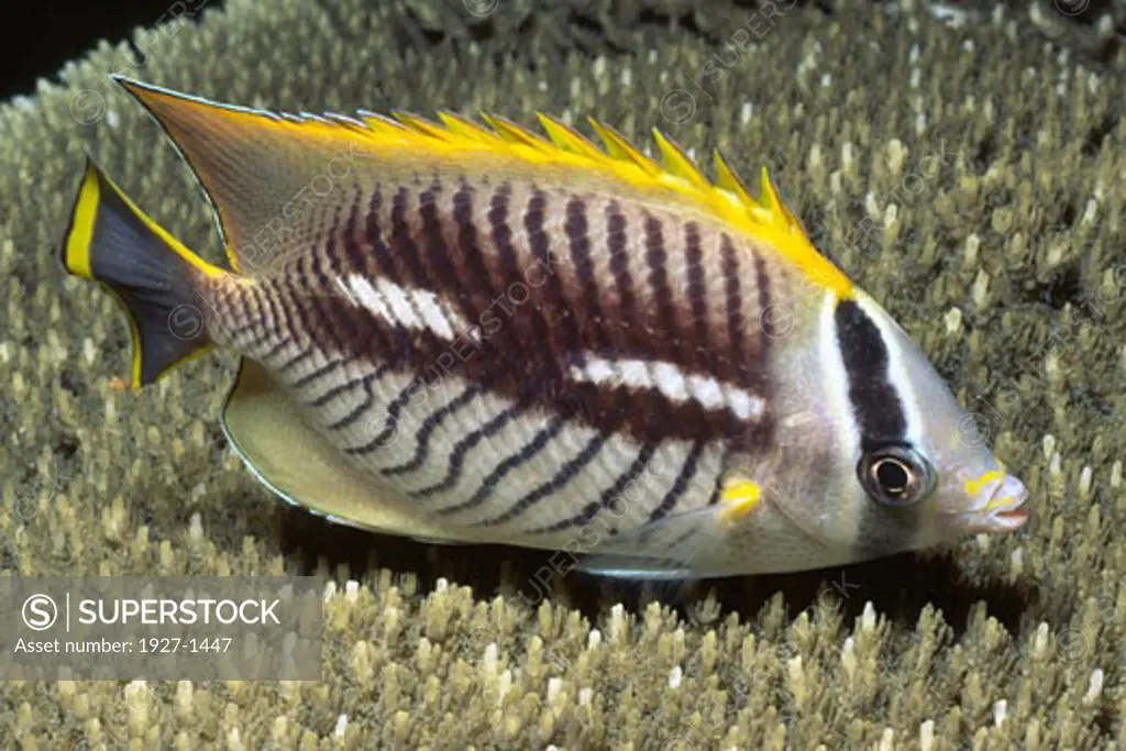 Chevroned Butterflyfish - night colors  Chaetodon trifascialois Solomon Islands