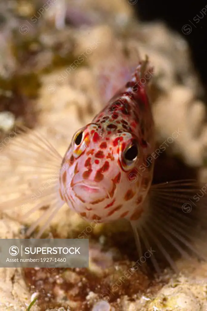Pixy Hawkfish - closeup  headon  Cirrhitichthys oxycephalus Solomon Islands