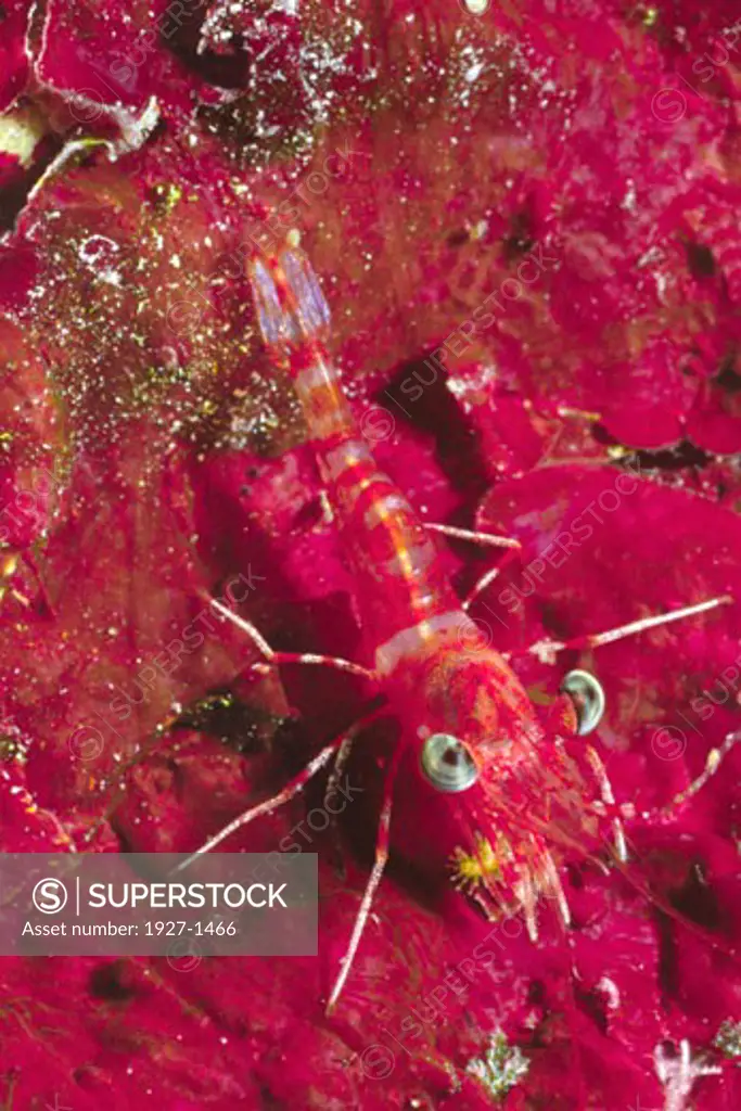 Reticulated Hinge-Beak Shrimp  Cinetorhynchus reticulatus Solomon Islands