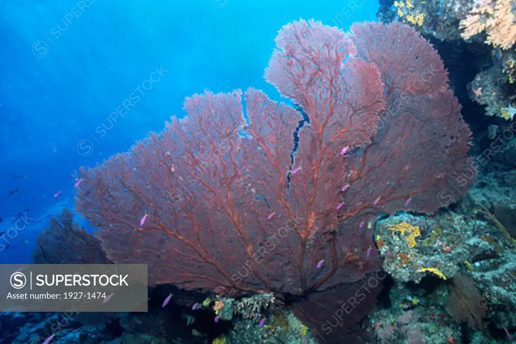 Giant Sea Fan with Anthias   Subergorgia mollis Solomon Islands