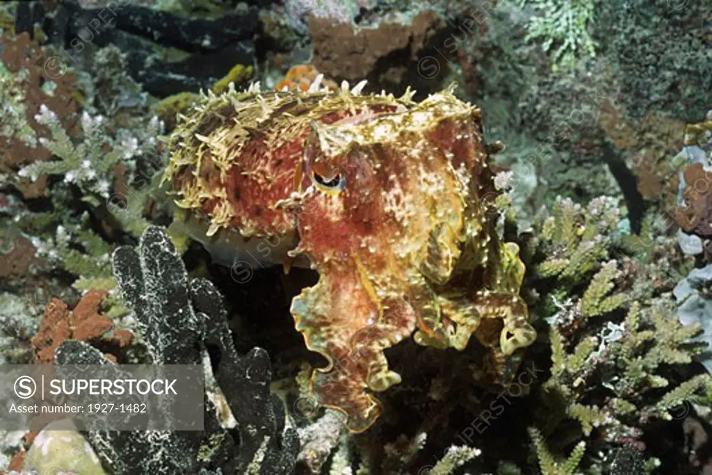 Broadclub Cuttlefish  Sepia latimanus Solomon Islands