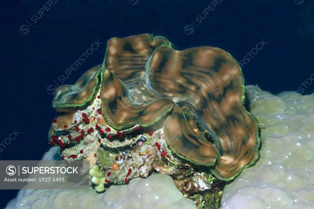 Large Giant Clam Tridacna maxima Solomon Islands