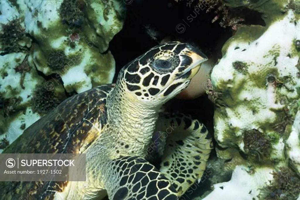 Hawksbill Sea turtle - closeup Eretmochelys imbricata Solomon Islands