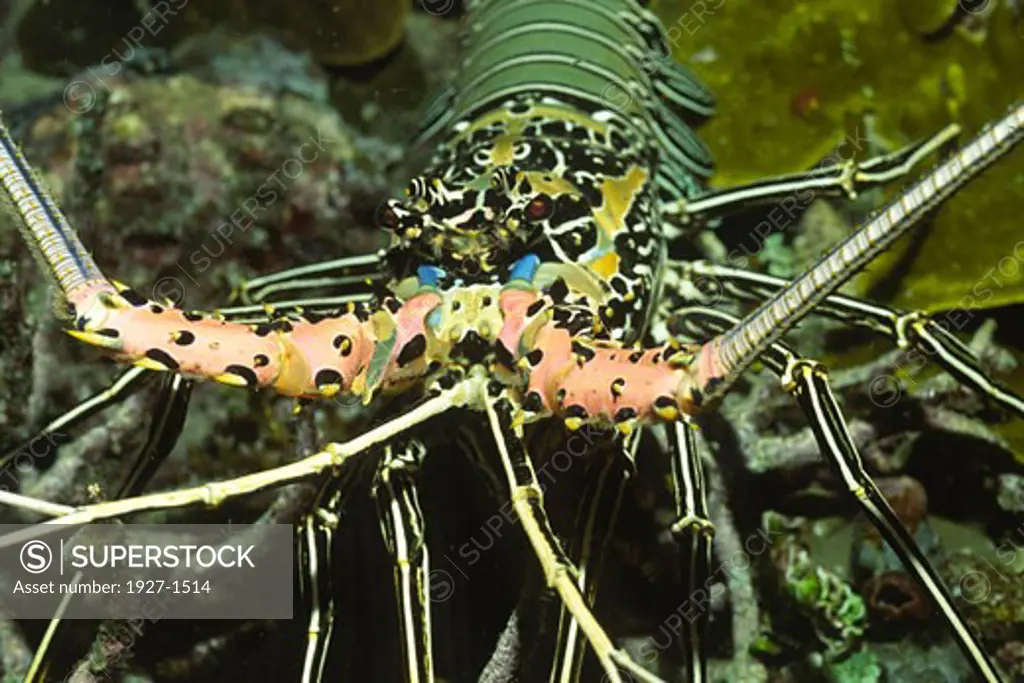 Painted Crayfish Panulirus versicolor Solomon Islands