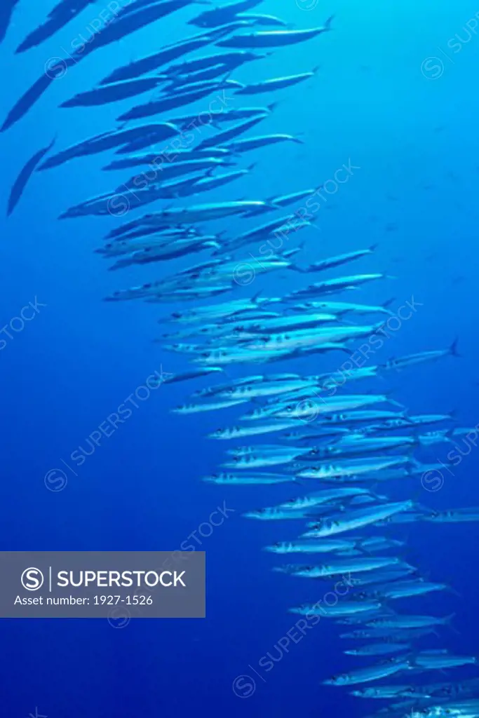 School of Chevron Barracuda sphyraena quenie Solomon Islands