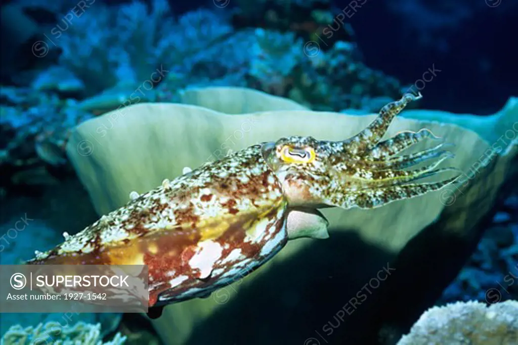 Broadclub Cuttlefish with tenacles extended Sepia laktimanus Solomon Islands