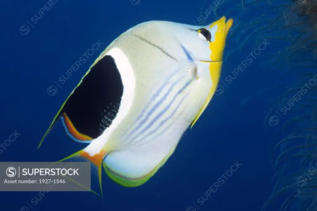 Saddled Butterflyfish Chaetodon ephippium Solomon Islands