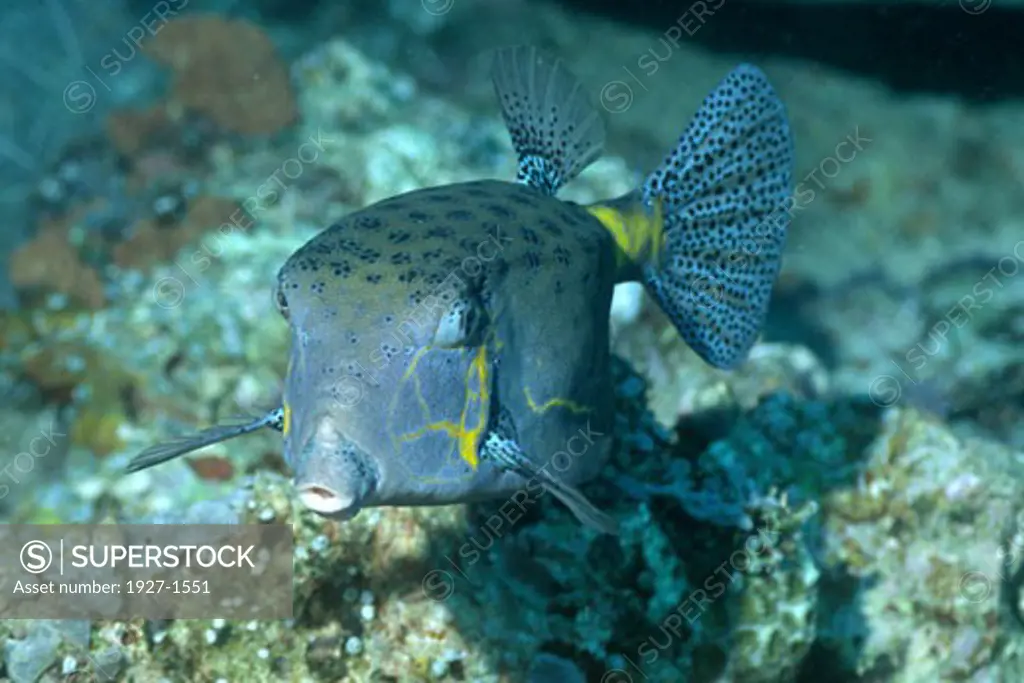 Yellow Boxfish - adult  Ostracion cubicus Solomon Islands