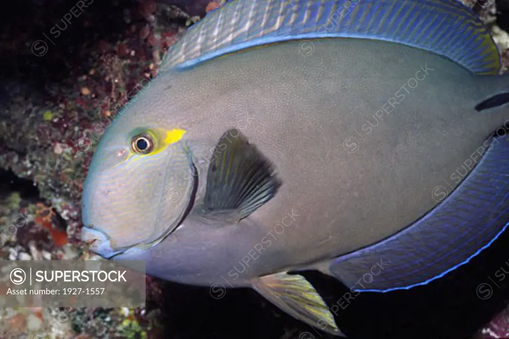 Yellowmask Surgeonfish - closeup  Acanthrus mata Solomon Islands