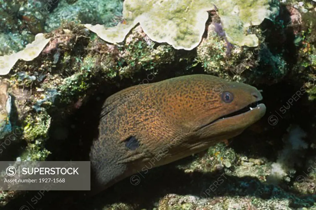 Giant Moray Eel  Gymnothorax javanicus Solomon Islands