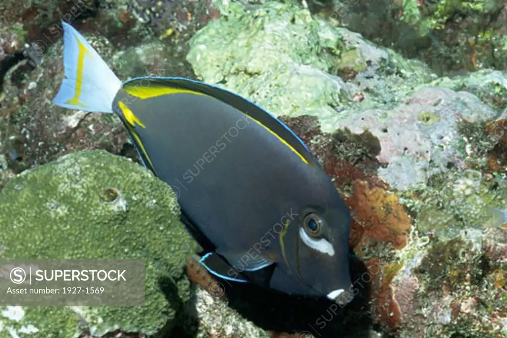 Whitecheek Surgeonfish  Acanthurus nigricans Solomon Islands