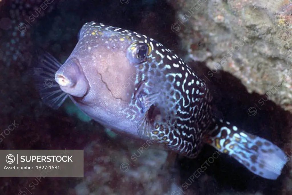 Solar Boxfish  Ostracion solorensis Solomon Islands