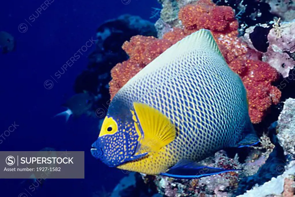Yellow-Mask Angelfish  Pomacanthus xanthometopon Solomon Islands