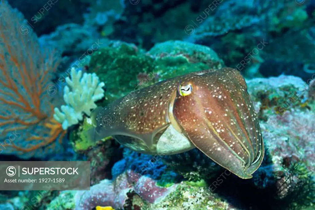 Broadclub Cuttlefish  Sepia latimanus Solomon Islands