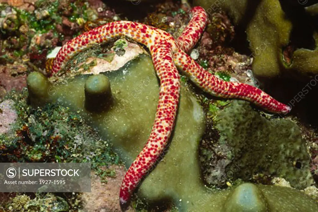 Starfish  Linckia multifora Solomon Islands