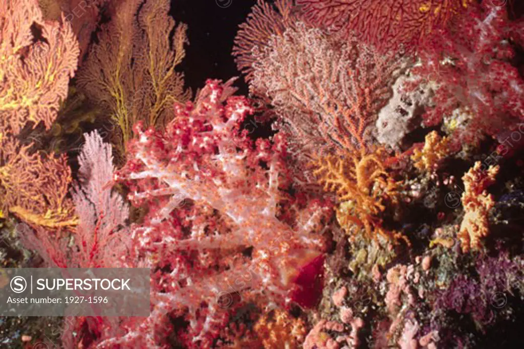 Reef covered with Sfot Corals and Sea Fans  Dendronephythya sp Solomon Islands
