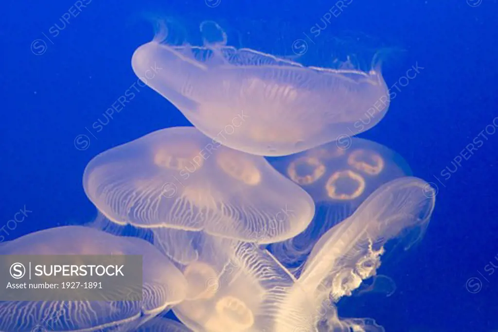 Moon Jellys Jellyfish Aurelia aurita Vancouver Aquarium  Vancouver  Canada