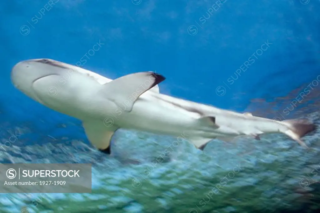 Blacktip Shark Carcharhinus limbatus