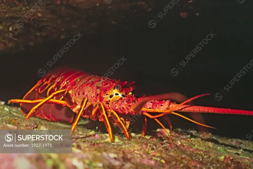 California Spiny Lobster hides in crevess Panulirus interruptus Catalina Island  California