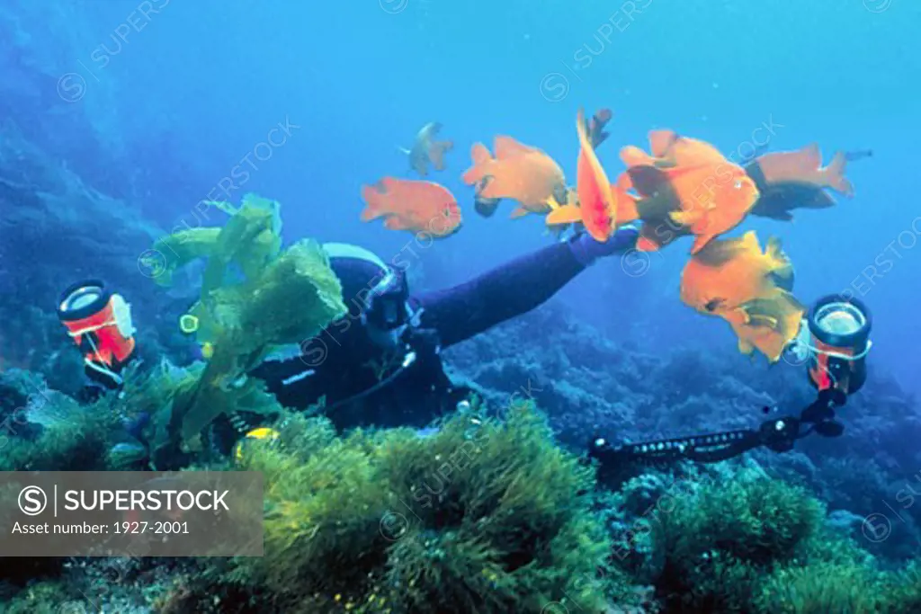 Underwater photographer shooting Garabaldi Hypsypops rubicunda Catalina Island  California