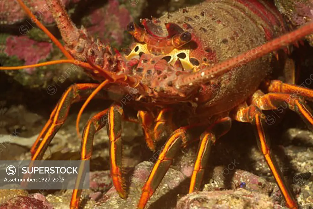 California Spiny Lobster - closeup Panulirus interruptus Catalina Island  California