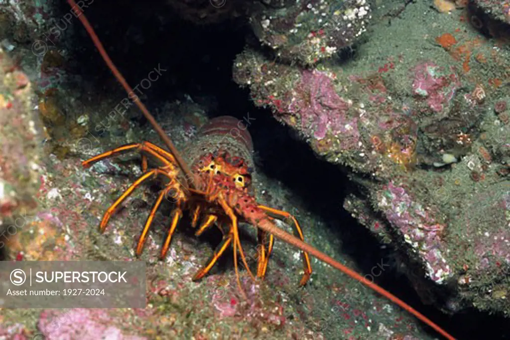 California Spiny Lobster hides in a crack Panulirus interruptus Catalina Island  California