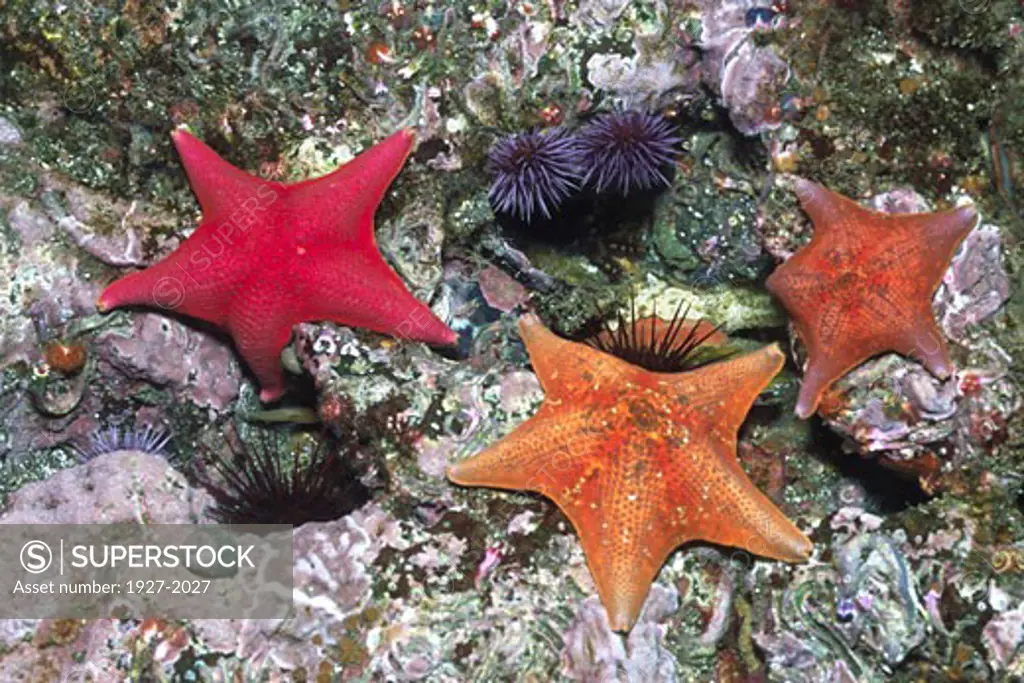 Bat Stars with Sea Urchins Asterina miniata with Strongylocentrotus sp Anacapa Island  California
