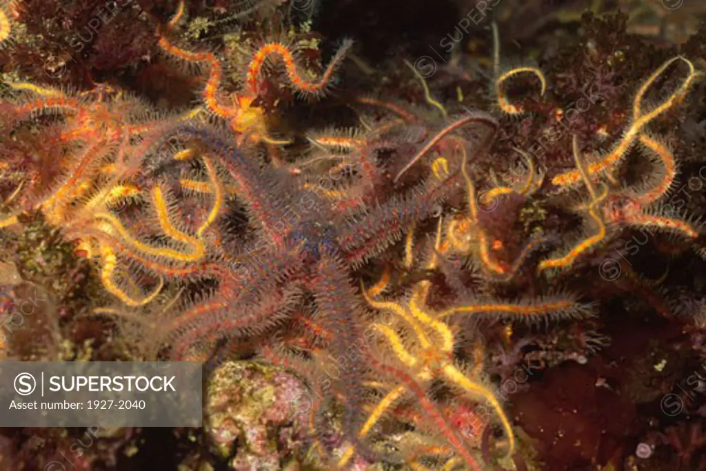 Spiny Brittle Stars cover the ocean bottom Ophiothrix spiculata Santa Barbara Island  California Channel Islands National Park