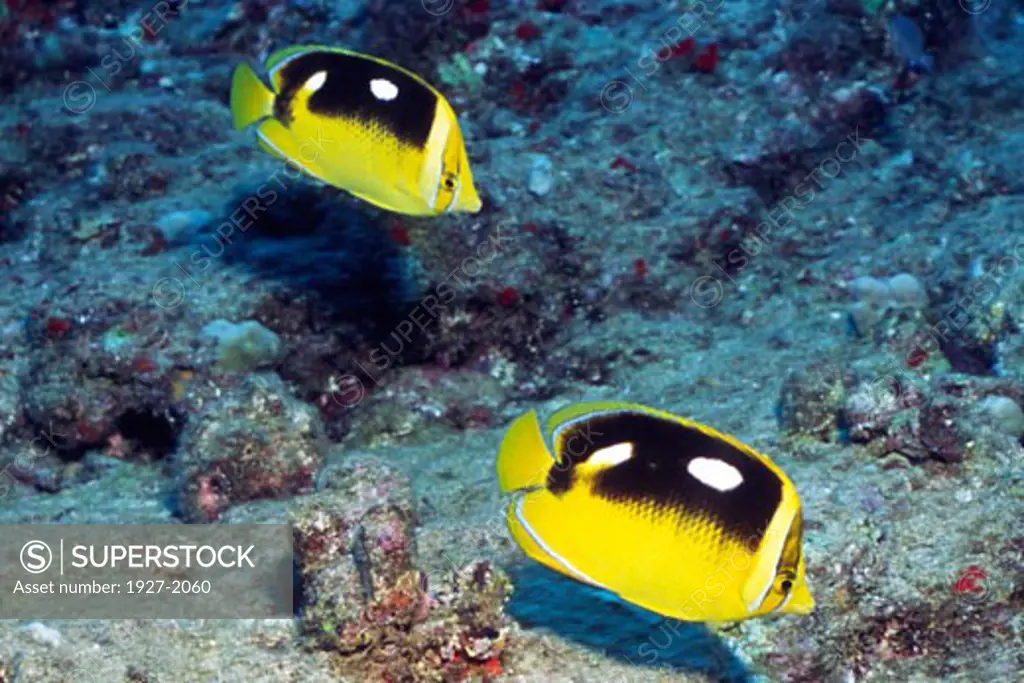 Pair of Fourspot Butterflyfish Chaetodon quadrimaculatus Solomon Islands