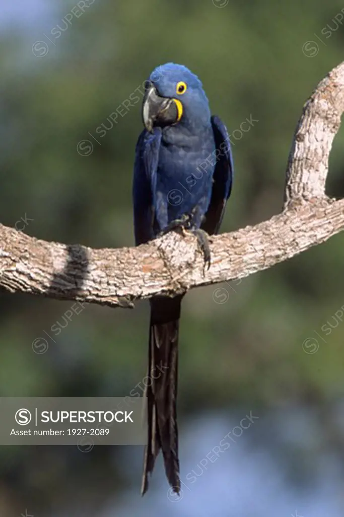 Hyacinth Macaw worlds largest Macaw and endangered Anodorhynchus hyacinthinus Pantanal Brazil