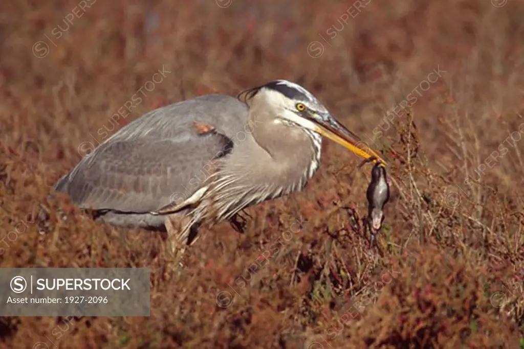 Great Blue Heron catchs a rat to eat Ardea herodias Bolsa Chica Wetlands California