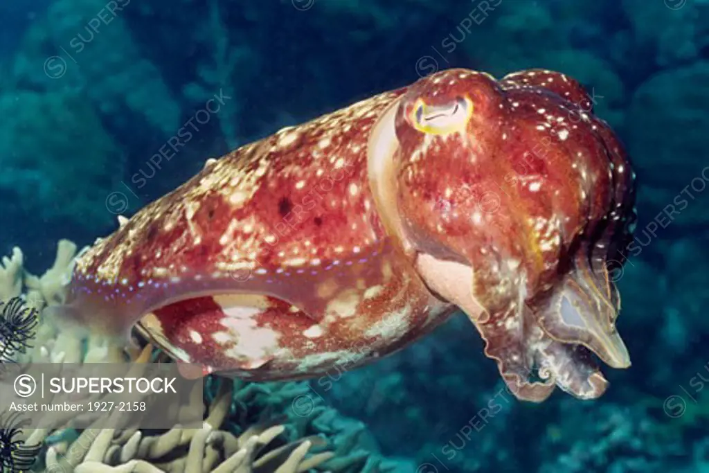 Reef Cuttlefish Sepia latimanus Solomon Islands