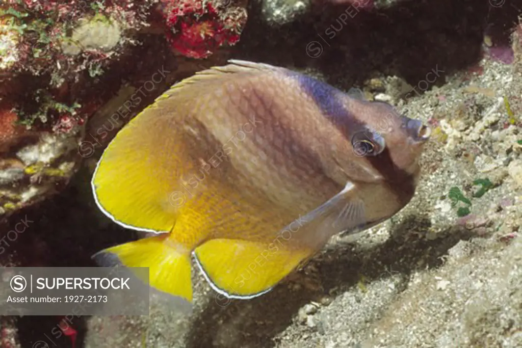 Blacklip Butterflyfish Chaetodon kleinii Solomon Islands