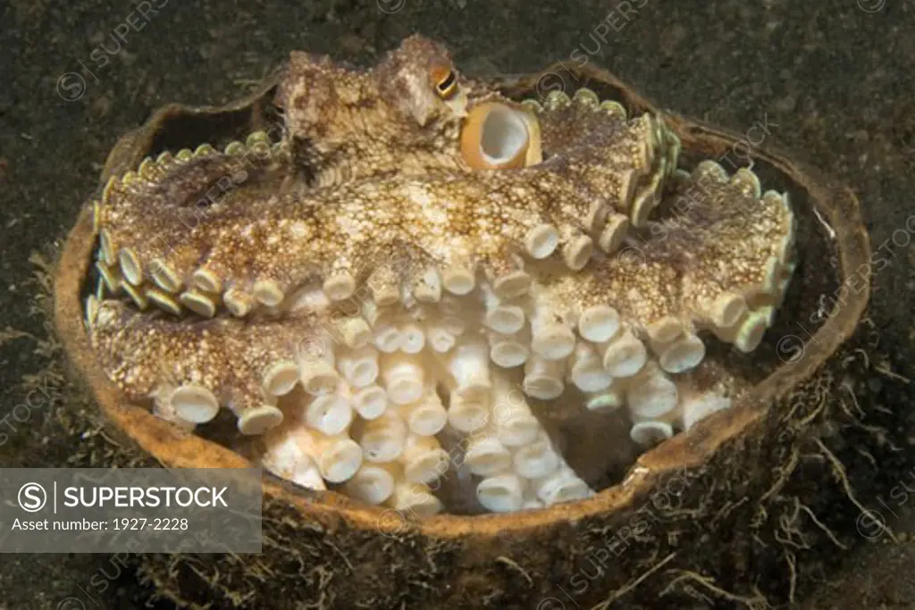 Veined Octopus aka Coconut Shell Octopus hides in Coconut shell Octopus marginatus Lembeh Straits Indonesia