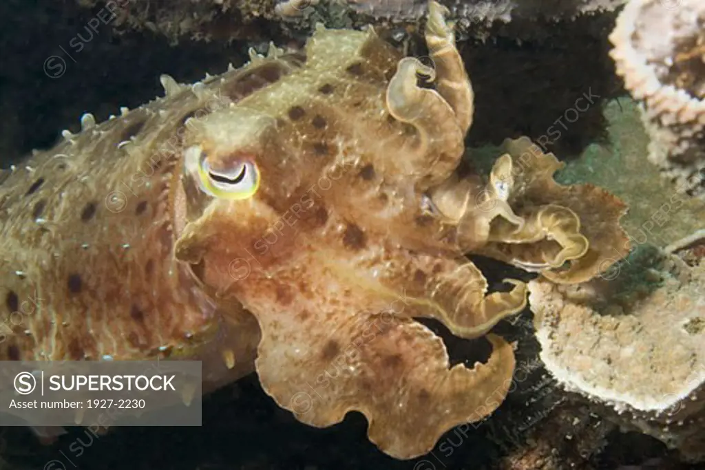 Broadclub Cuttlefish with tenacles raised closeup Sepia latimanus Lembeh Straits Indonesia