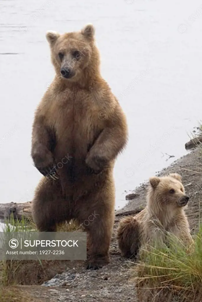 Brown Grizzly Bear cub with mother standing to look for danger Ursus arctos horribilis Katmai National Park Alaska