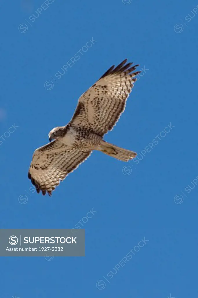 Red tailed Hawk in flight Buteo jamaicensis San Jose del Cabo Mexico