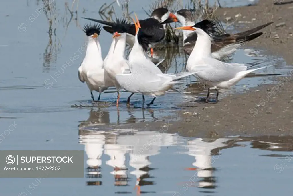 Elegant Terns with Back Skimmers in the background Sterna elegans with Rynchops niger Back Bay Reserve California