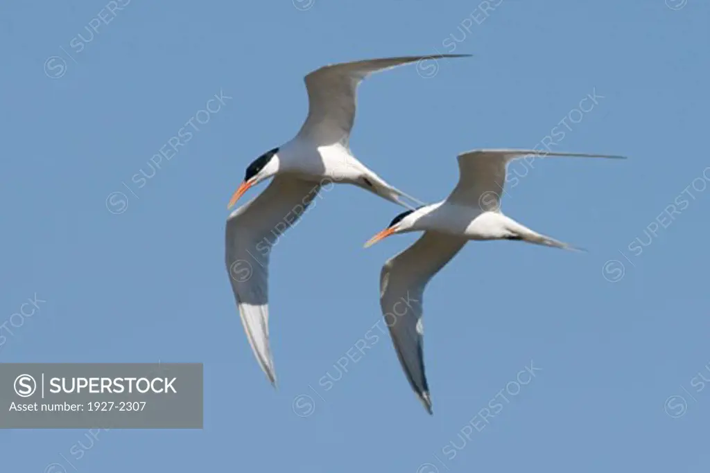 Pair of Elegant Terns in flight together Sterna elegans BAck Bay Reserve California